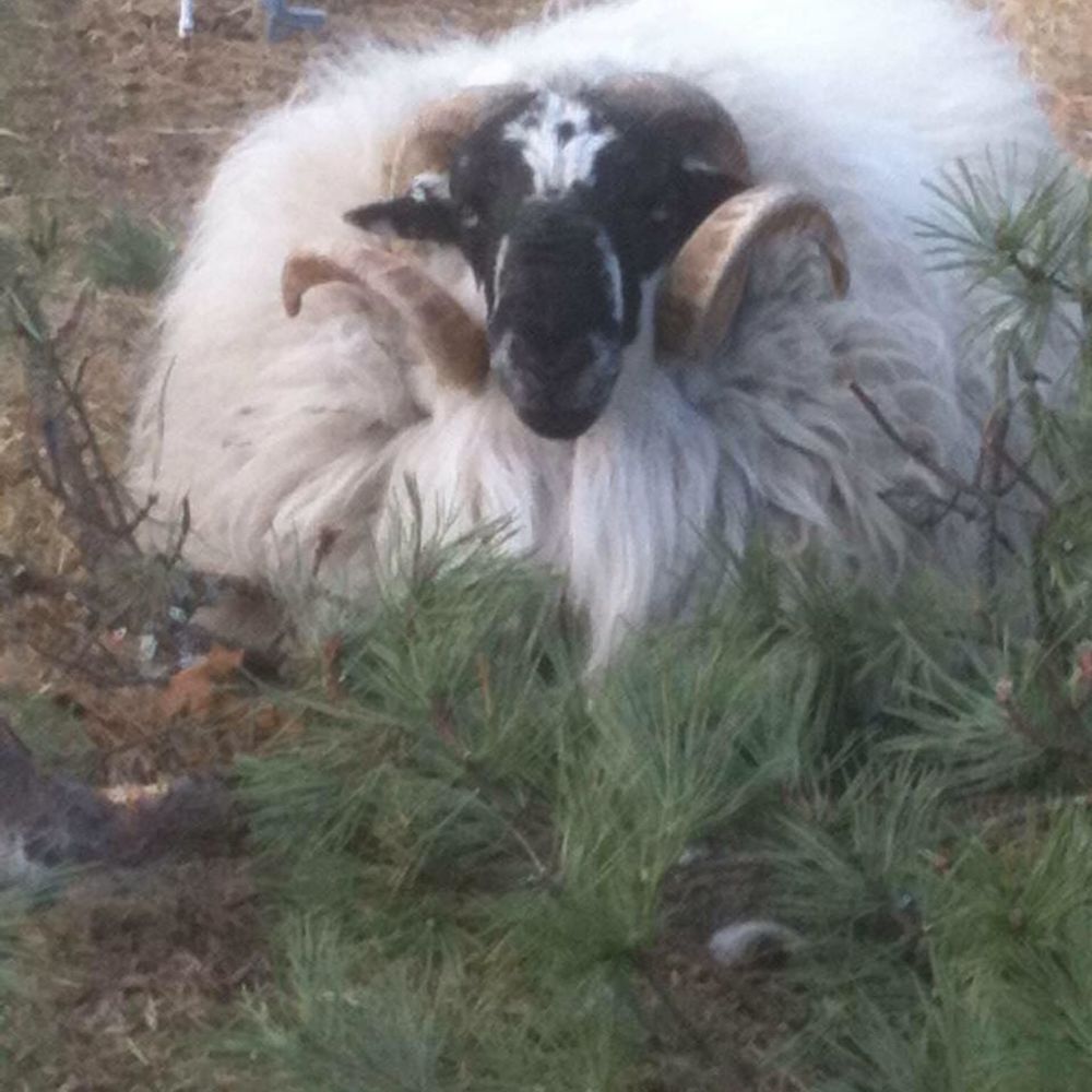 Meet your Posher, Veronica